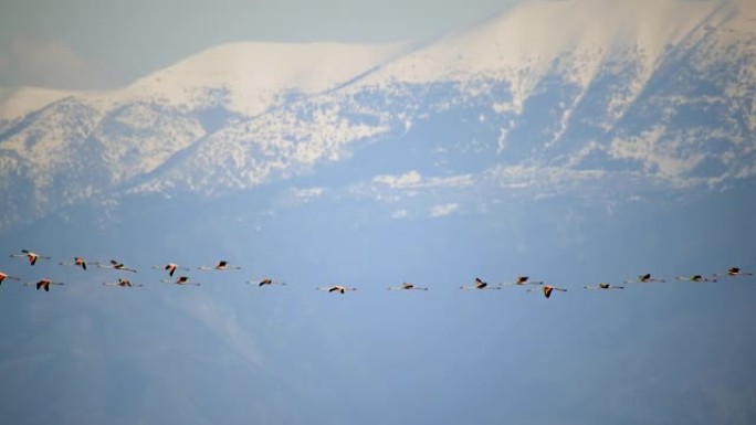 火烈鸟群在雪山中飞行迁徙