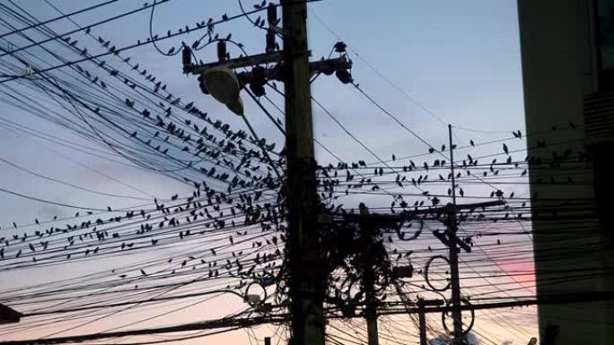 乡村十字路口电线上的鸟群。鸟儿在日落时回家。