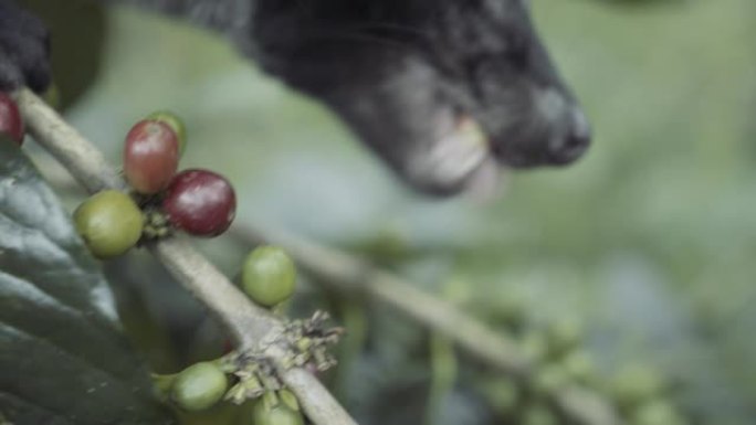 Kopi Luvak咖啡。果子狸大便咖啡。