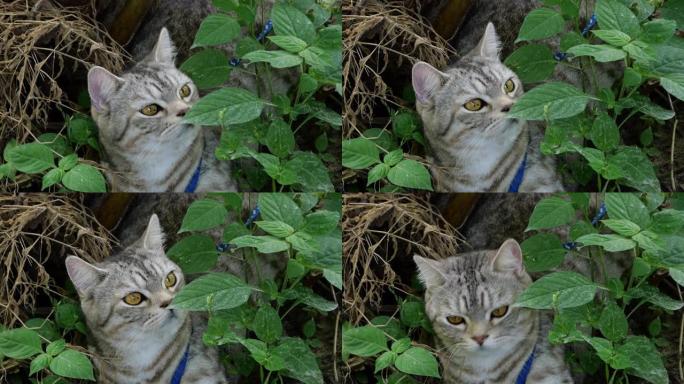虎斑猫混合了美国短毛猫和波斯人，在花园的椰子树下寻找带有雷达耳朵的鸟声。