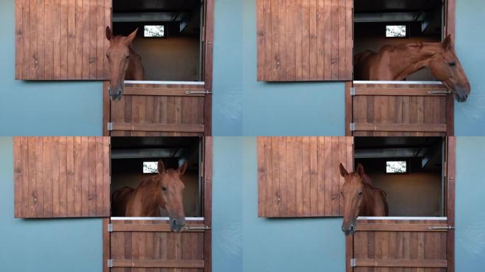 可爱的小马正看着窗外的农舍。