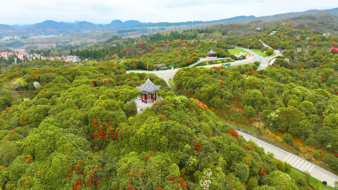 贵州百里杜鹃景区B