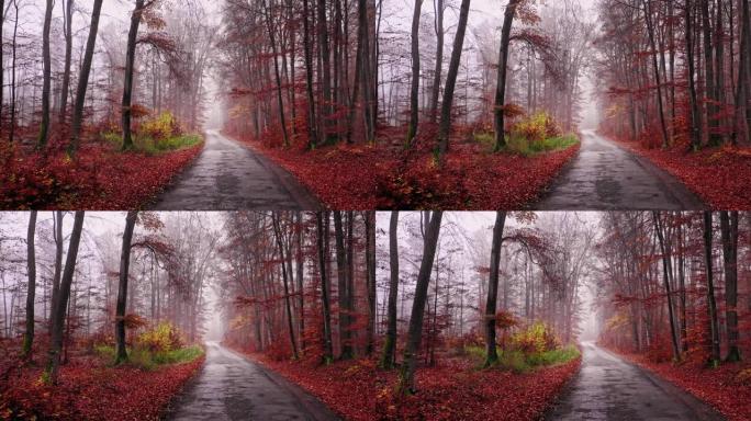 秋天穿过雾林的柏油路，鸟瞰图