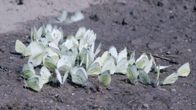 大白菜蝴蝶 (Pieris brasicae) 从地面上饮用。