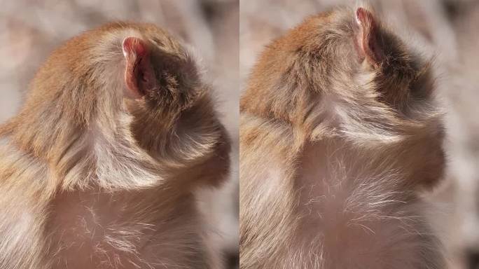 连云港花果山景区进食的猴子慢动作升格视频