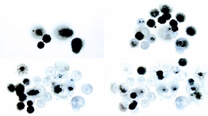 黑色墨水和油漆滴过渡。一组抽象的艺术染料飞溅，液滴在白色背景上落下并扩散。墨水流血并开花，滴水。墨罩