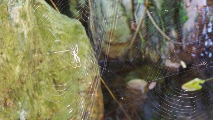 森林中的网络蜘蛛