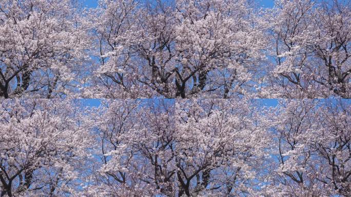 樱花景观樱花特写树枝