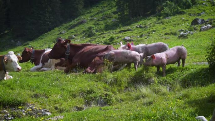 牧场上有猪的山牛养殖农村生态环境