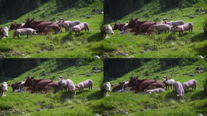 牧场上有猪的山牛养殖农村生态环境