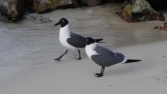 两只鸟在加勒比海的沙滩上行走