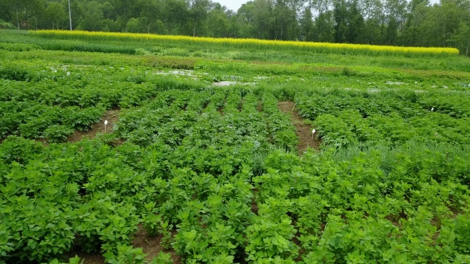 海东平安 三合镇 新安村 农作物