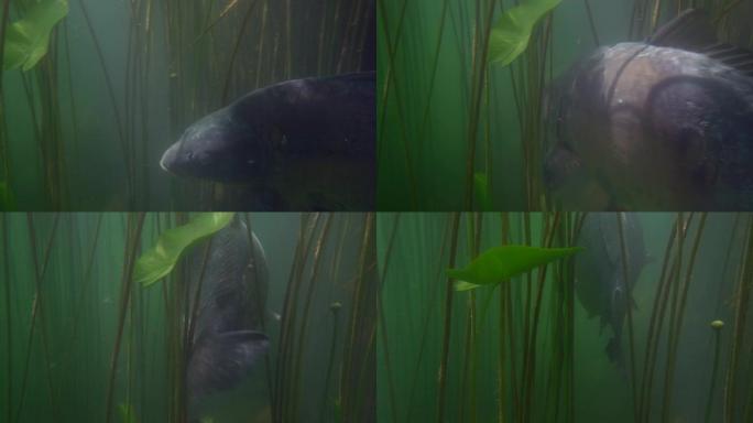 大自然栖息地中米罗鲤鱼的冒险镜头。巨大的水量，近海植被呈绿色色调，中间有大鱼。