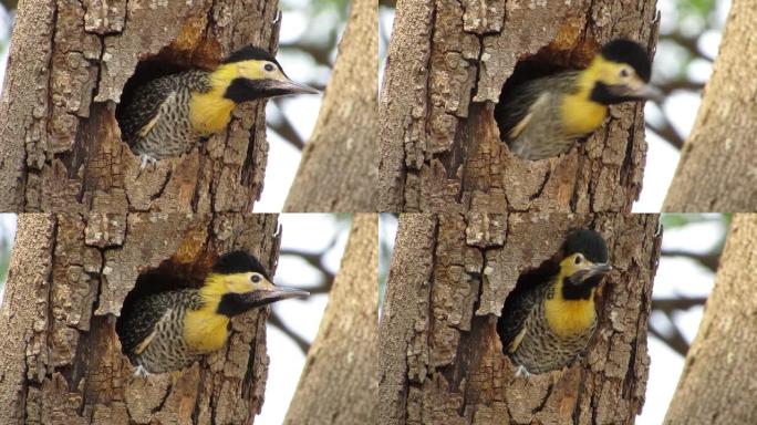 热带黄色小啄木鸟在树洞的巢中。campo闪烁 (Colaptes campestris) 啄木鸟。