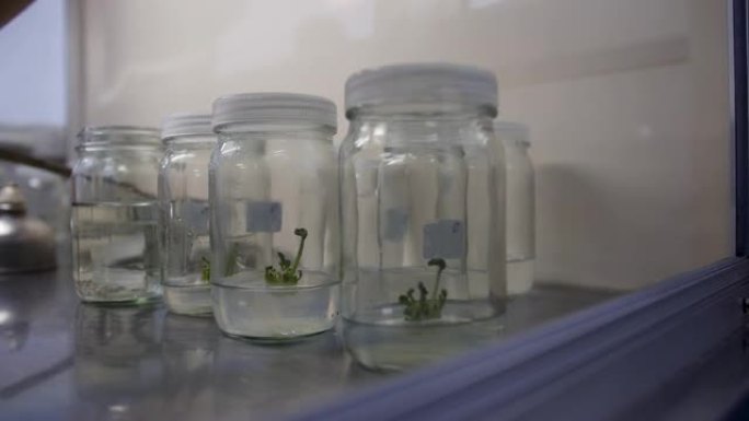 利用新技术进行组织培养保护环境