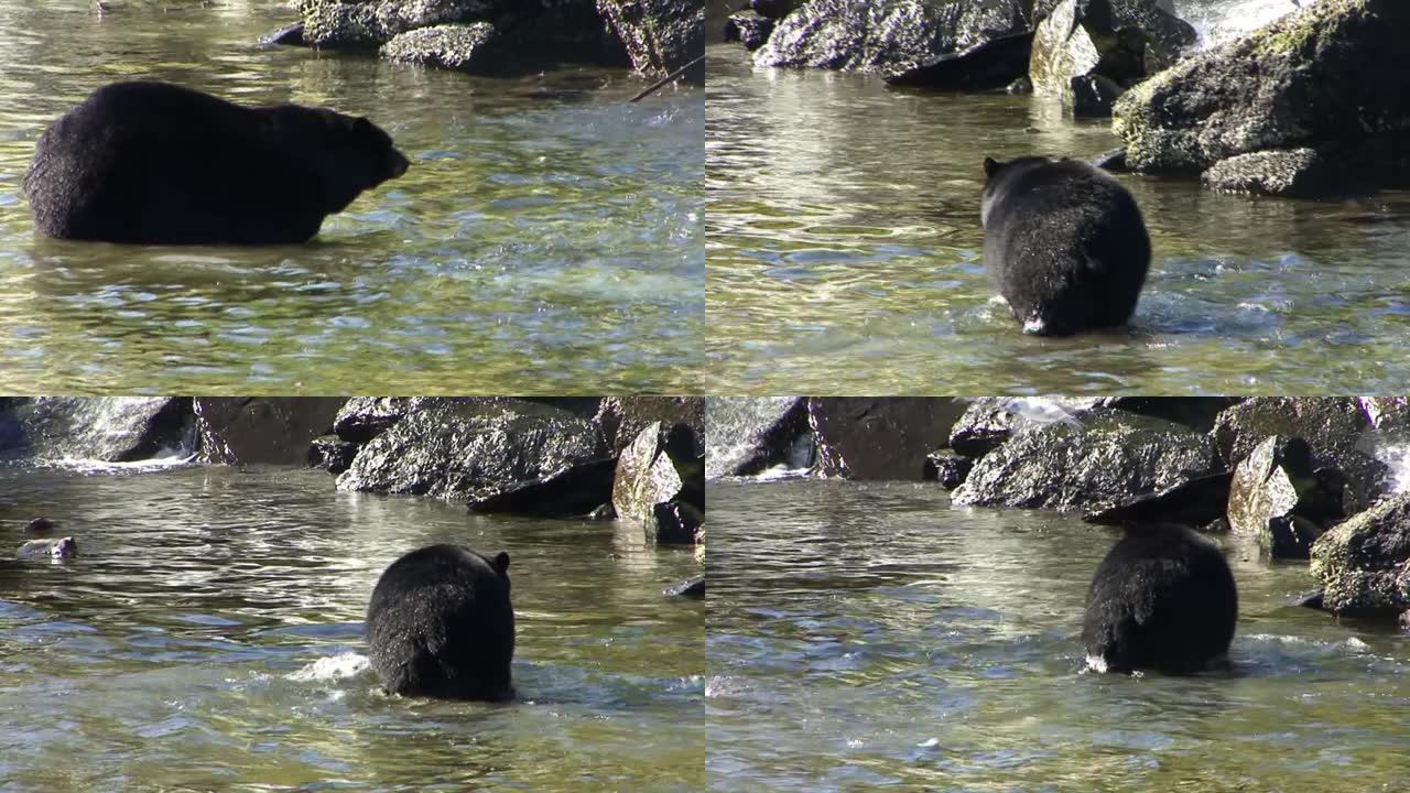 大黑熊，在阿拉斯加凯奇坎钓鲑鱼。