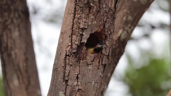 树洞里的小鸟。campo flicker (Colaptes campestris)，啄木鸟科的一种