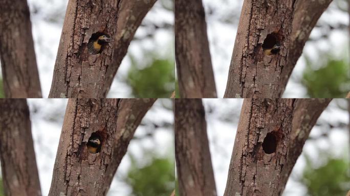 树洞里的小鸟。campo flicker (Colaptes campestris)，啄木鸟科的一种