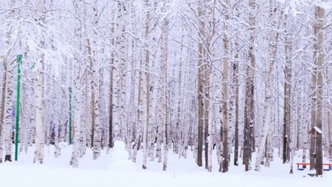 白桦林，阳光覆盖雪枝