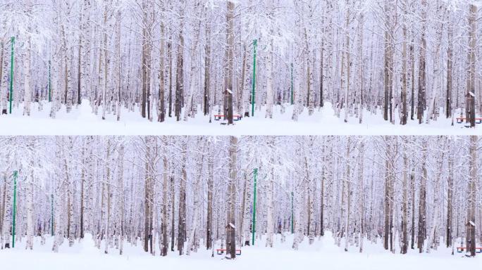 白桦林，阳光覆盖雪枝