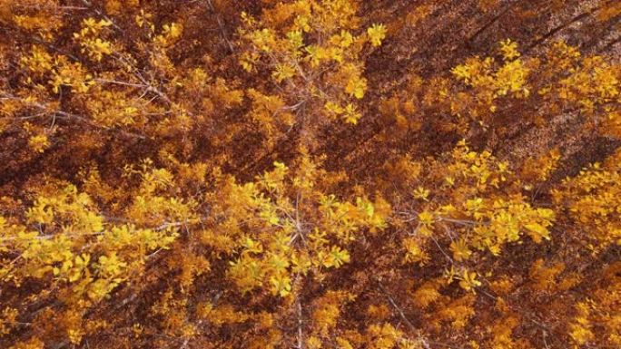 杨树树林秋天的黄航拍鸟瞰