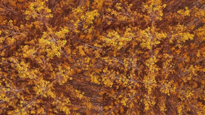 杨树树林秋天的黄航拍鸟瞰