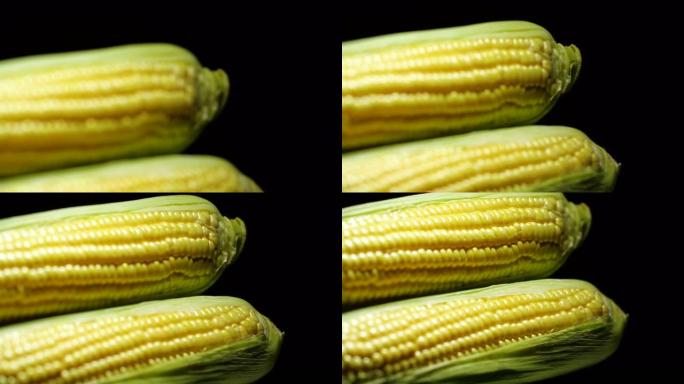 工作室多莉在黑色背景上拍摄了两个生的新鲜玉米穗，带有反射和戏剧性的光线4 k