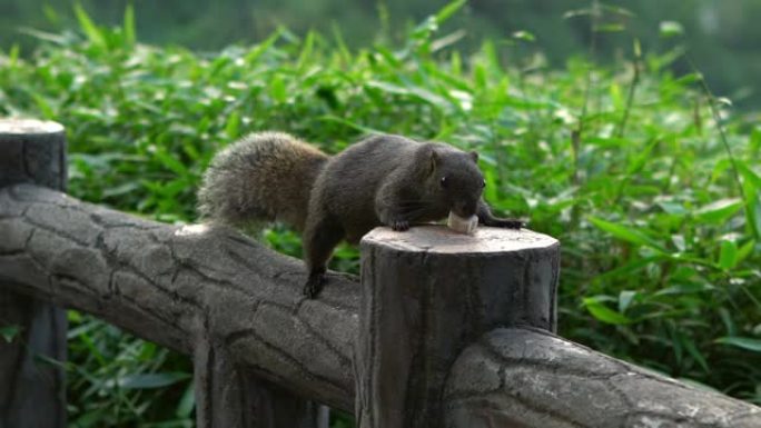 一只可爱的帕拉斯松鼠正在山上的篱笆上吃东西的慢镜头