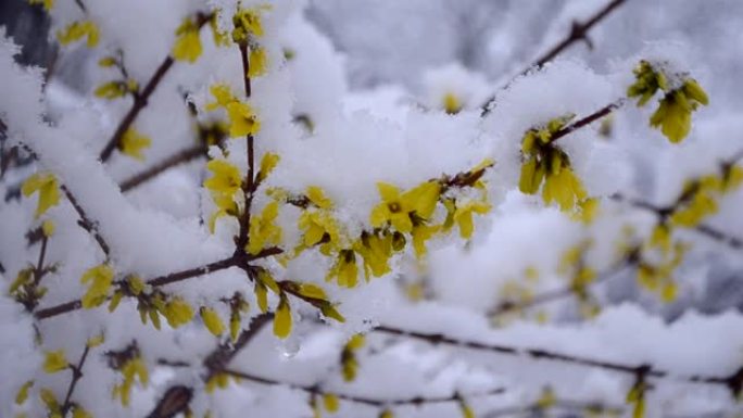 春季降雪期间，灌木丛上的黄色花朵被雪覆盖