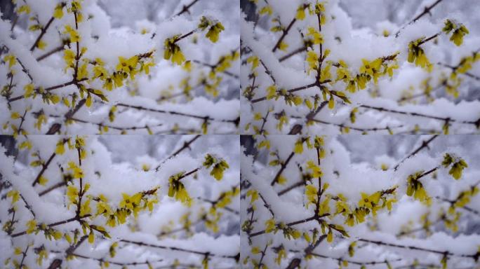 春季降雪期间，灌木丛上的黄色花朵被雪覆盖