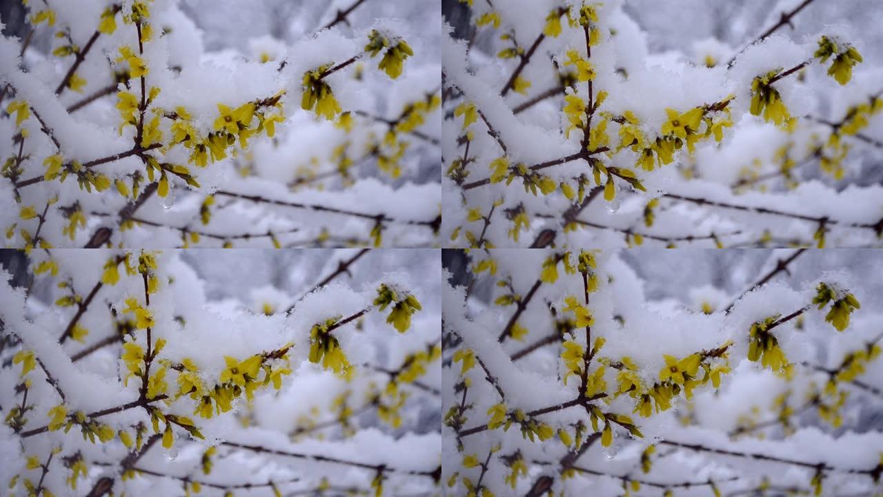 春季降雪期间，灌木丛上的黄色花朵被雪覆盖