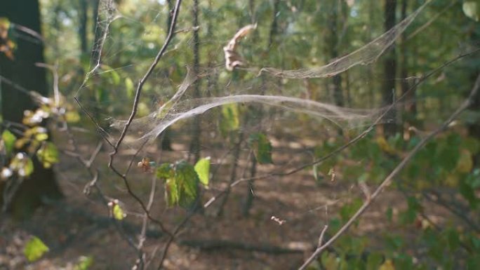 网上的蜘蛛。蜘蛛网，蜘蛛网在森林树上的阳光下闪闪发光。