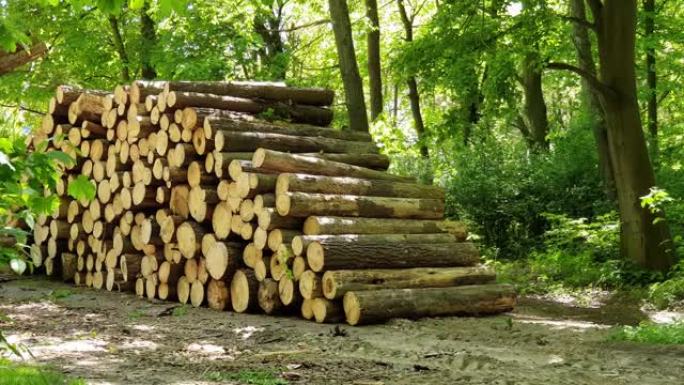 森林里堆放的原木，很多木头