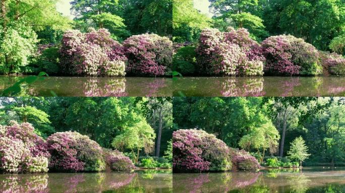 美丽的湖岸，有杜鹃花和游泳鸭