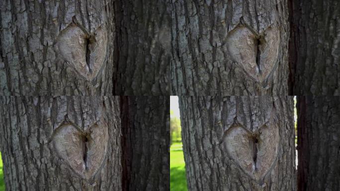 雕刻在树皮上的心形符号。阳光明媚的春日。摄像机运动。