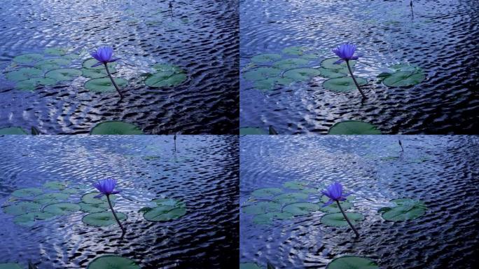 池塘里的一只紫色睡莲随风而行。