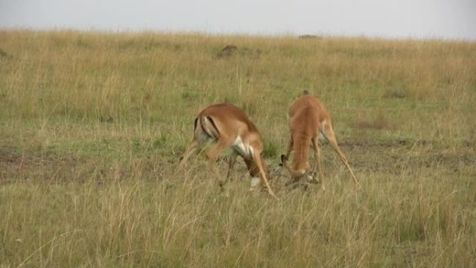 雄性黑斑羚卷入了一场激烈的战斗