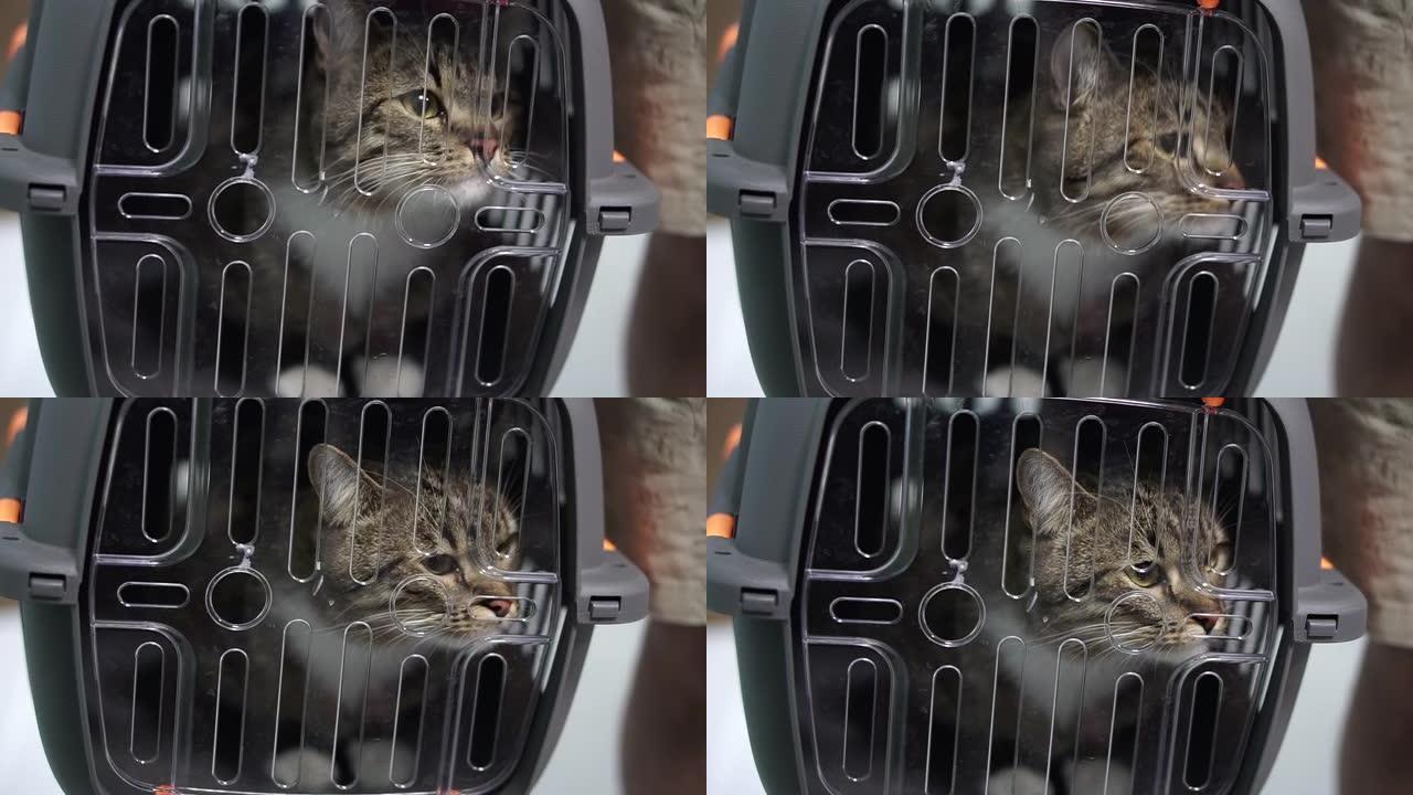 猫。猫坐在运输笼子里。
