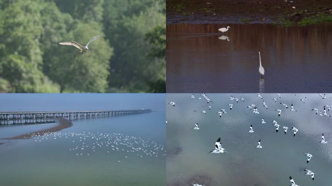 南京溧水石臼湖的鸟群 白鹭白琵鹭反嘴鹬