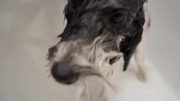 淋浴中的贵宾犬
