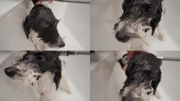 淋浴中的贵宾犬