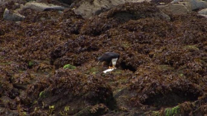 白头海雕在阿拉斯加的雨天在岛岸的岩石上吃一条鱼。