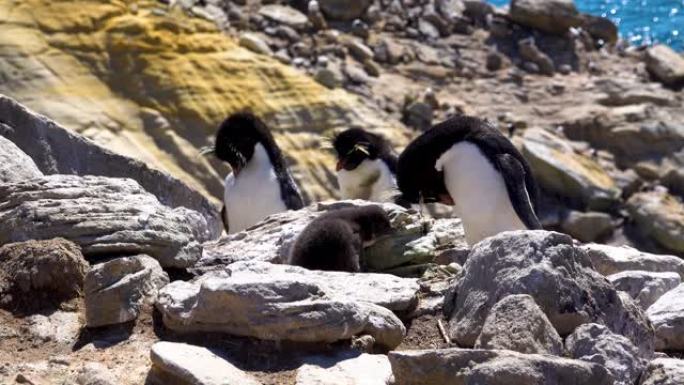 企鹅的父亲从岩石上跳下来。小企鹅冲过去给他父亲爱抚。