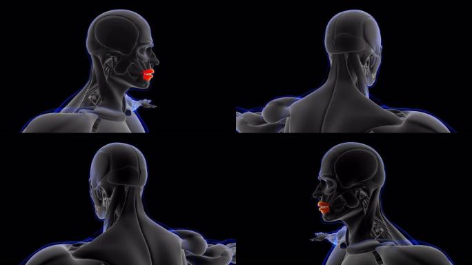 口轮匝肌解剖医学概念3D