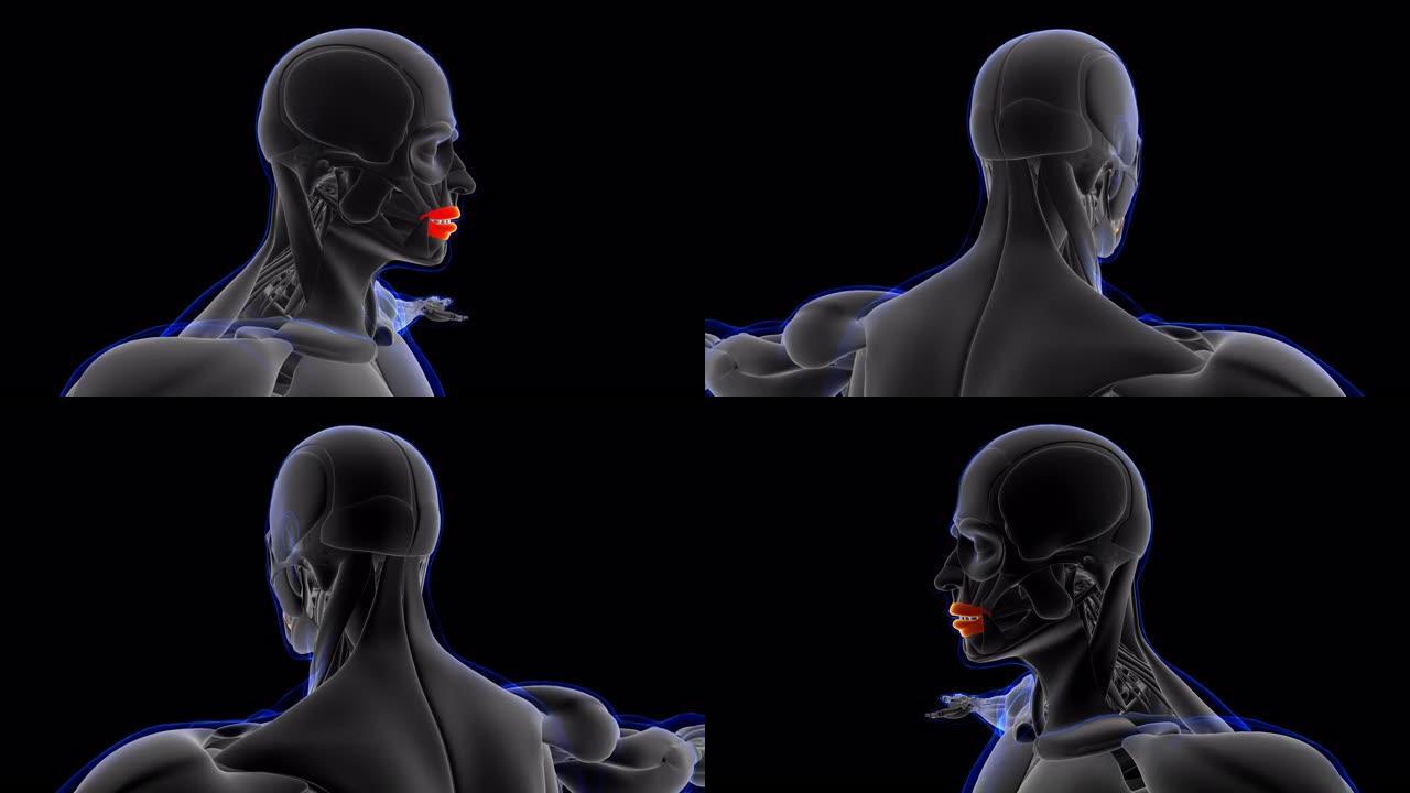 口轮匝肌解剖医学概念3D