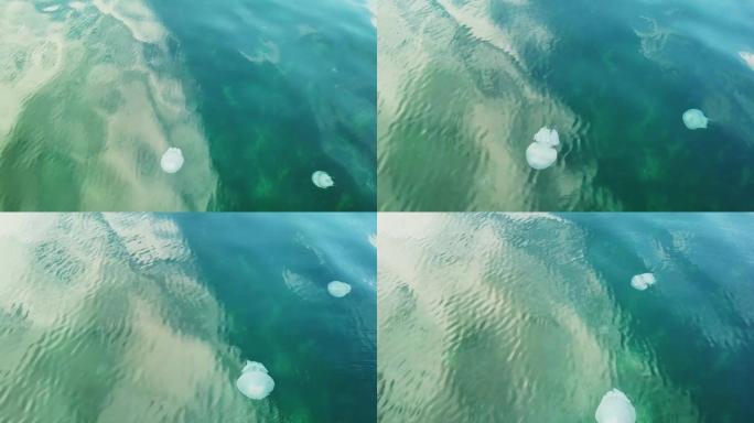 顶视图。大水母在清澈平静的海水中。