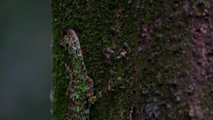 滑行蜥蜴，德拉科，4k镜头; 一动不动地粘在树皮上，转身露出右眼，向后移动以躲藏。