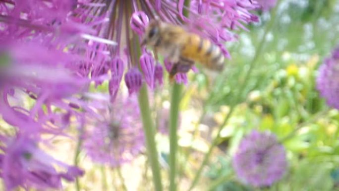 仔细观察花园里的飞蜂