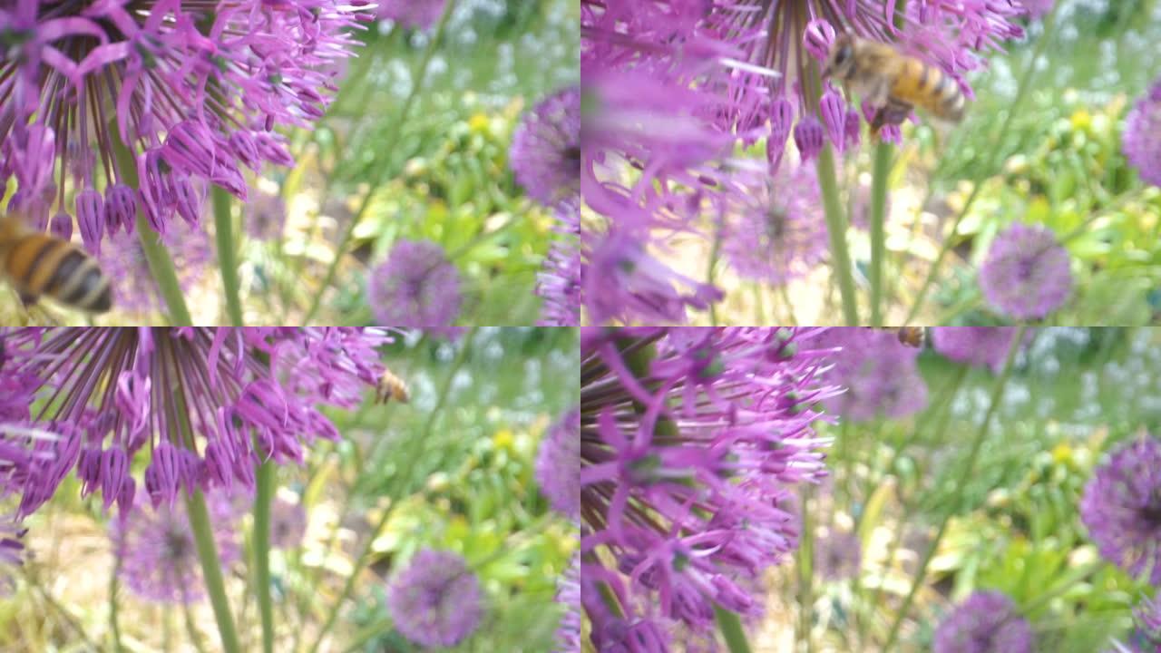 仔细观察花园里的飞蜂