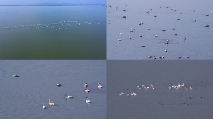南京溧水石臼湖的天鹅群